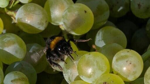 In recent years, vineyards have been expanding into Normandy, Brittany and Hauts-de-France