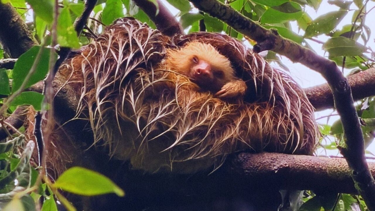 Sloths in Costa Rica