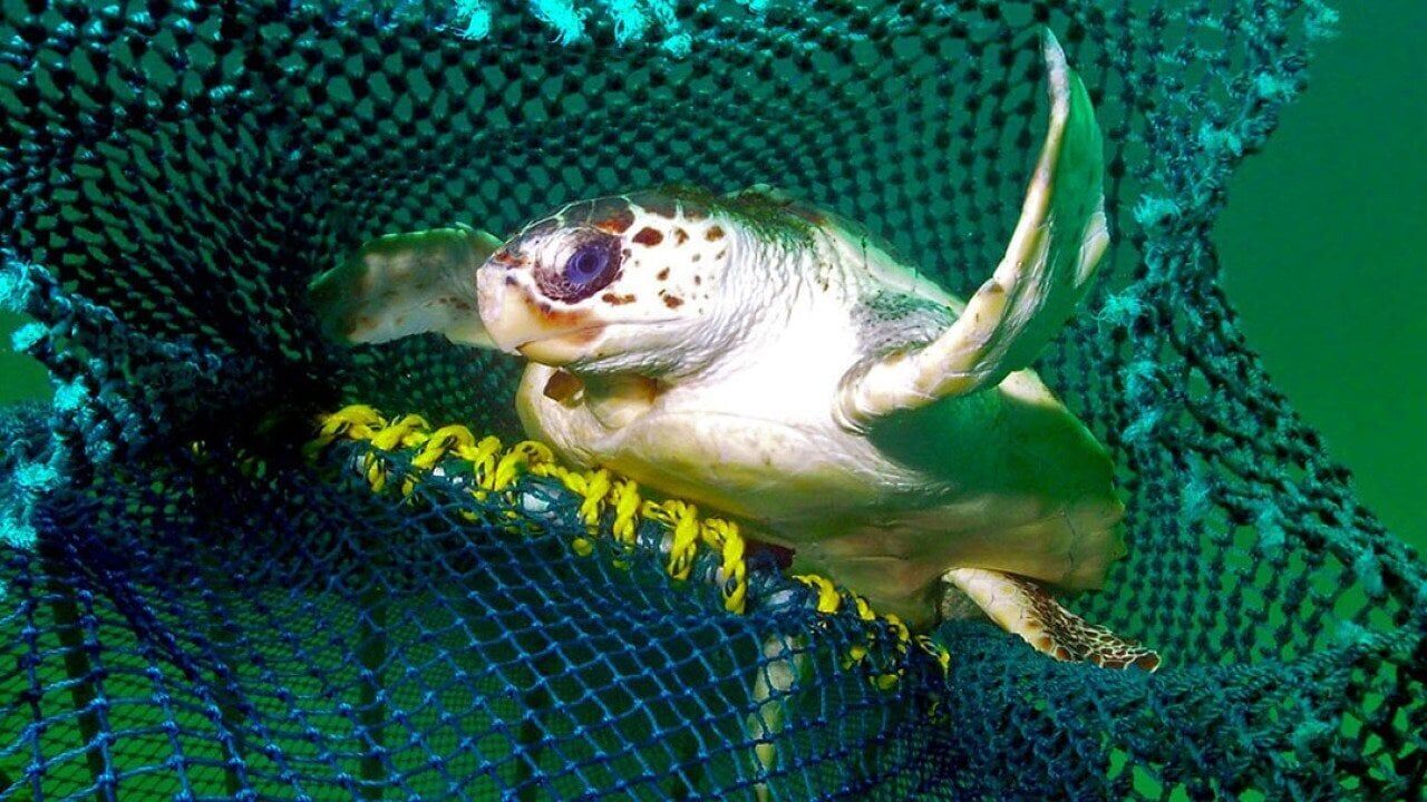 How new fishing tech can reduce bycatch of turtles and other creatures
