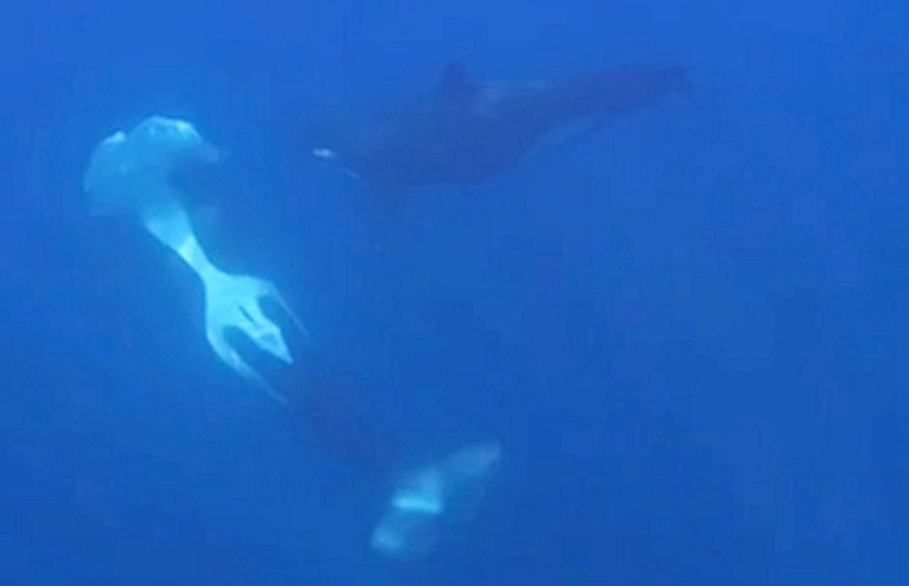 Orcas caught on camera ramming one of worlds heaviest fish so hard it exploded