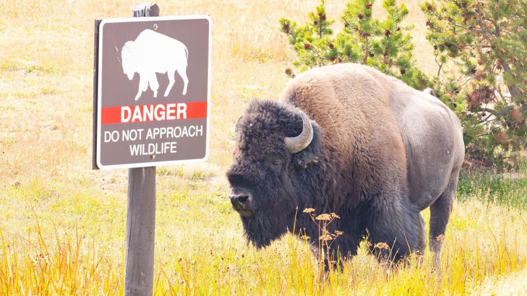 Bison and danger sign
