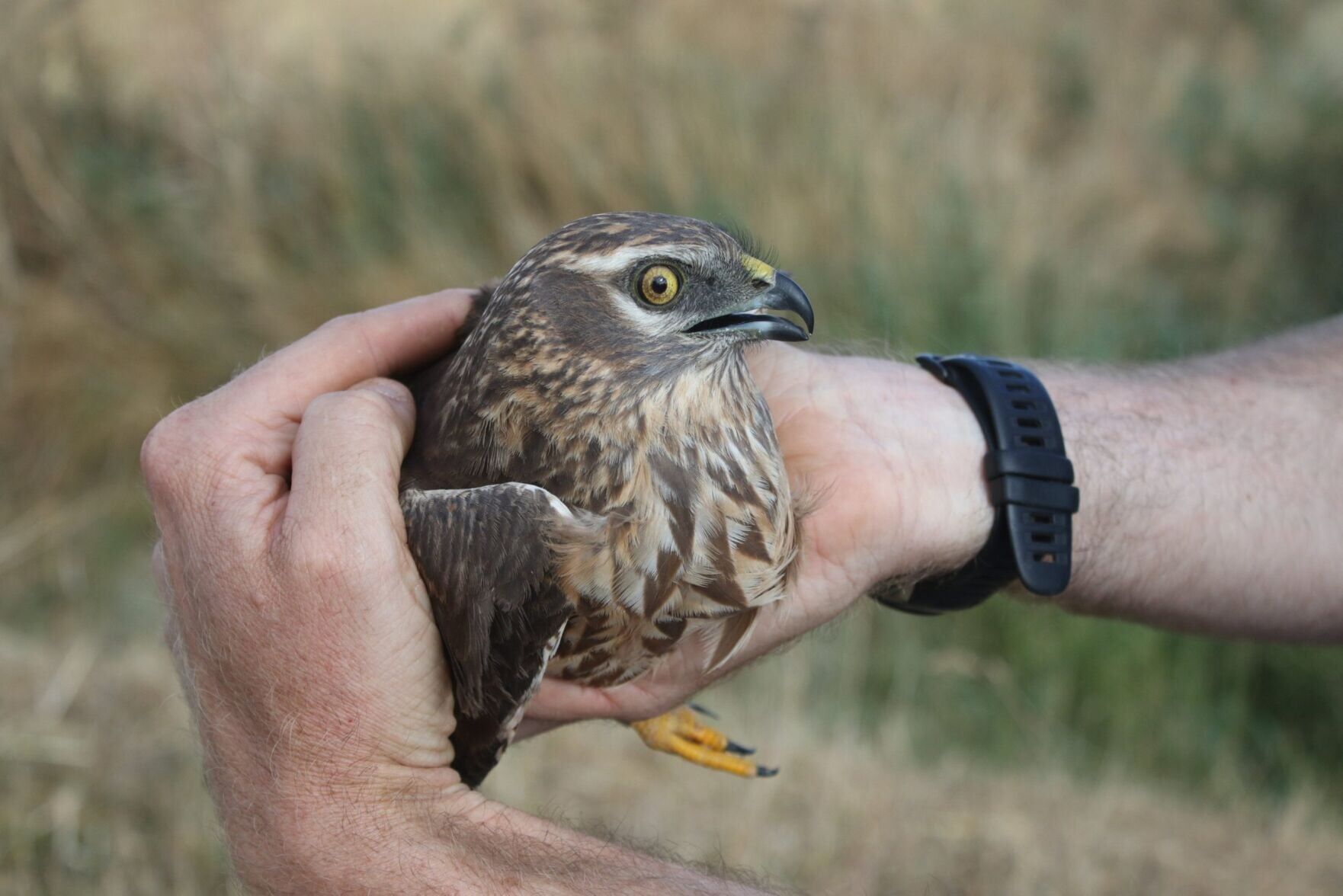 UKs rarest breeding bird raises chicks at secret location for second year running