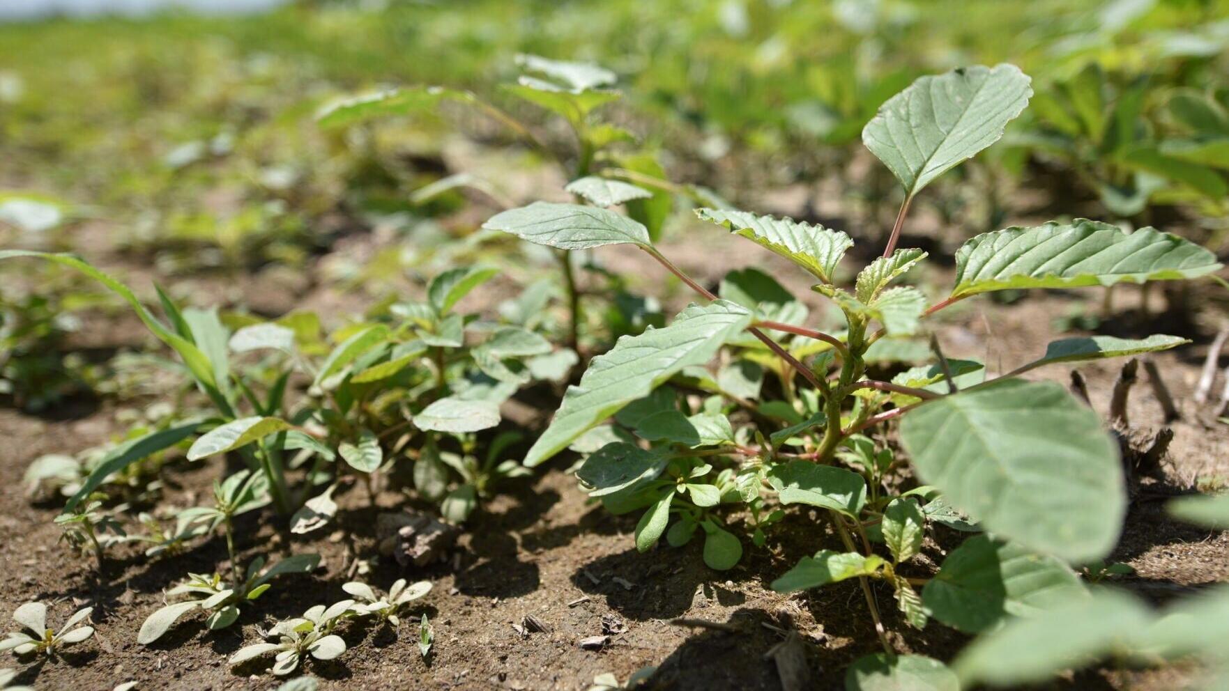 New U.S. EPA herbicide registration proposals promise to help farmers in their efforts to control increasingly difficult-to-control weeds such as this Palmer amaranth seedling. Photo by Claudio Rubione, GROW (Getting Rid of Weeds).