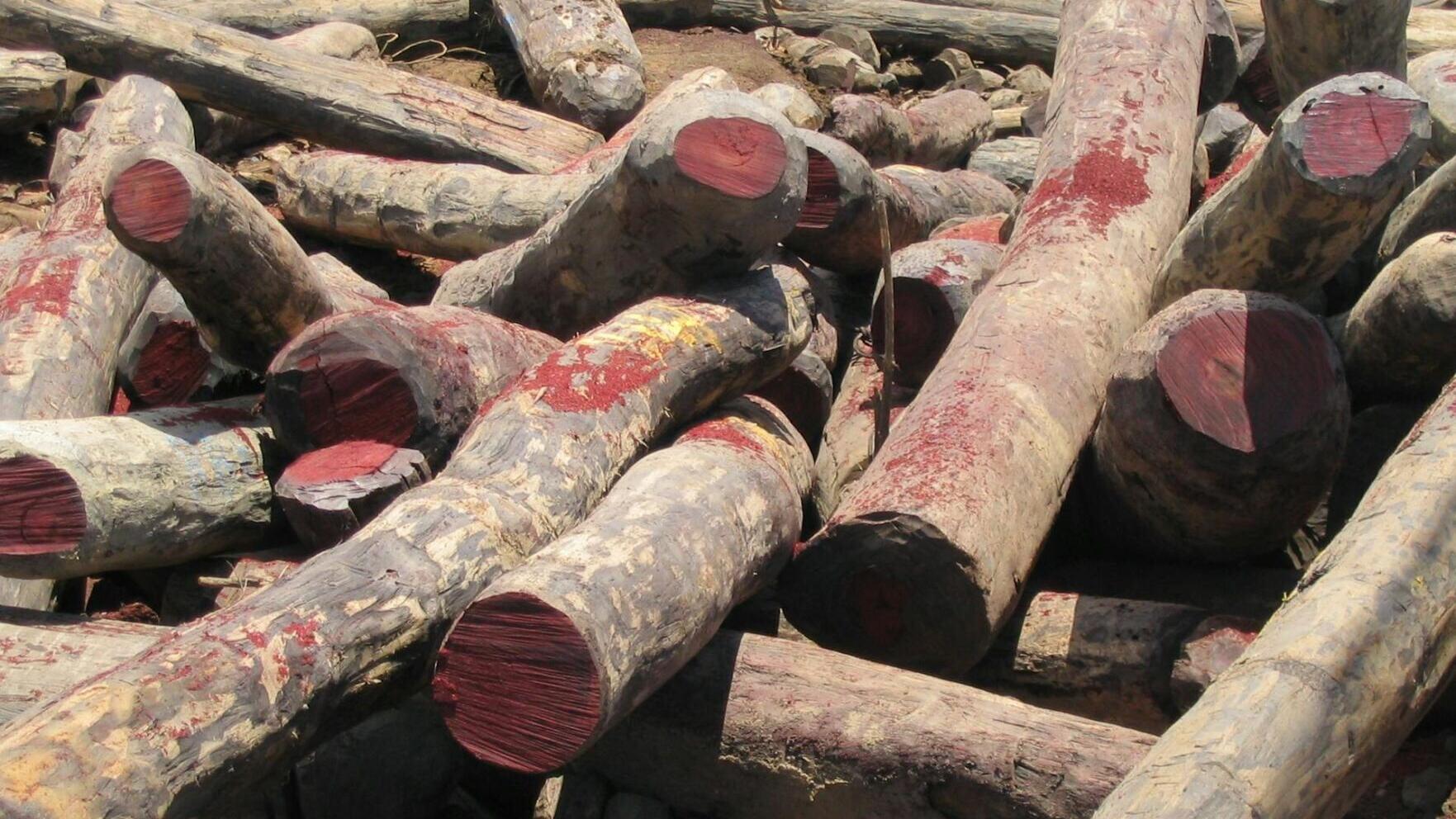Cut rosewood logs sit in a large pile. These logs, the exact species of which are unknown, are in Madagascar, one of the hot spots of global rosewood trade.