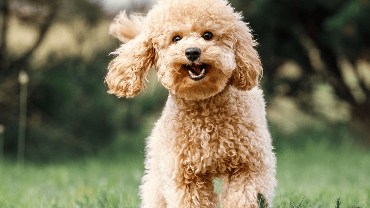 Wondering how long your dog will really live? See the 35 longest-living breeds, according to data.
