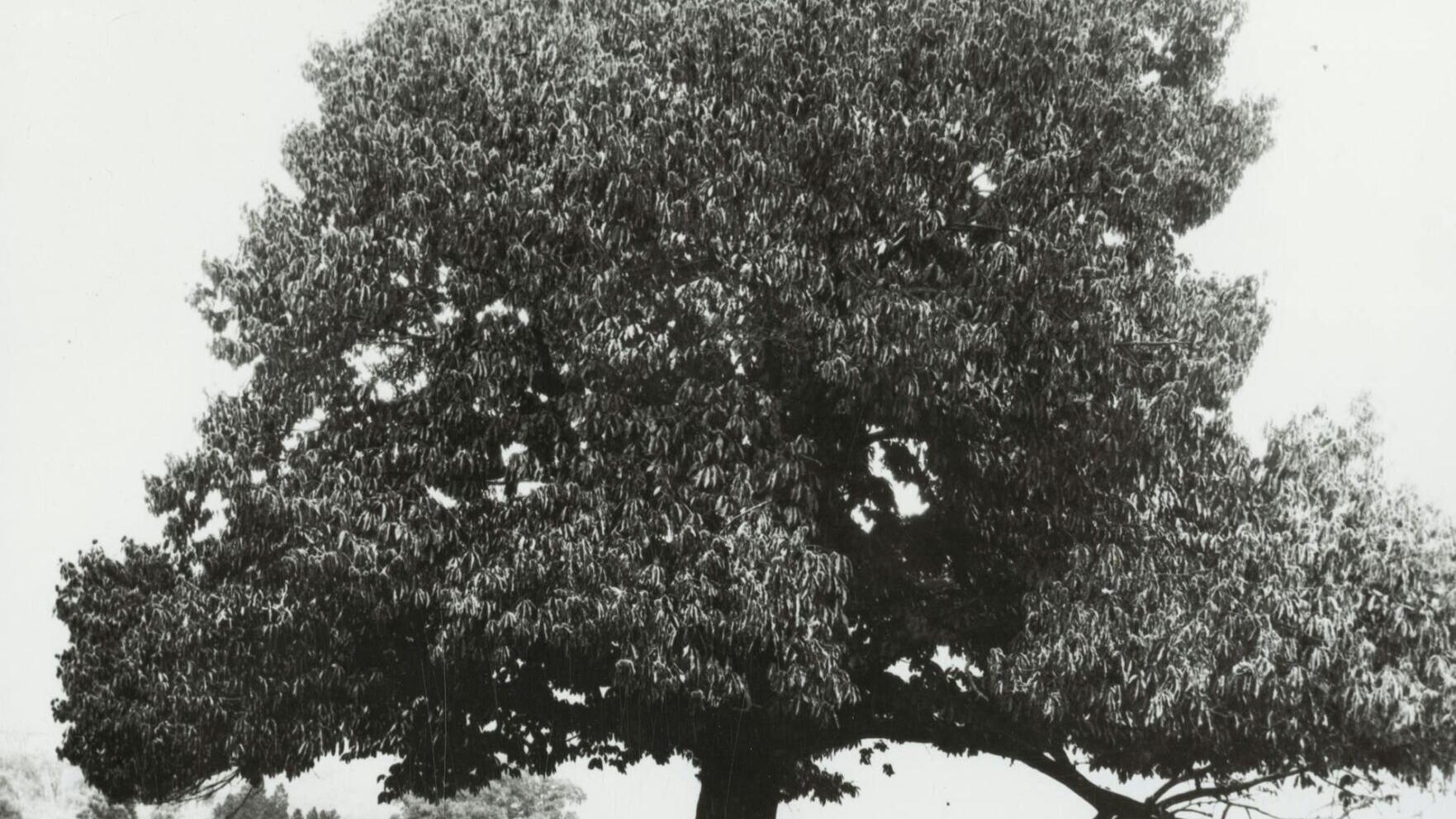 American chestnuts were known as the 'redwoods of the East.' National Archives and Records Administration, NAID: 7030668