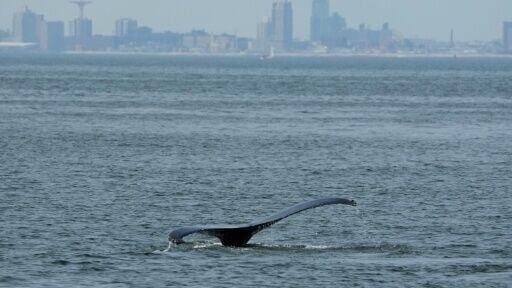 A whale surfaces in plain view of New York's Coney Island