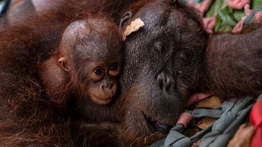 A handout photo from the Yayasan Inisiasi Alam Rehabilitasi Indonesia organisation and Indonesia's Ministry of Forestry shows a mother orangutan and baby being evacuated