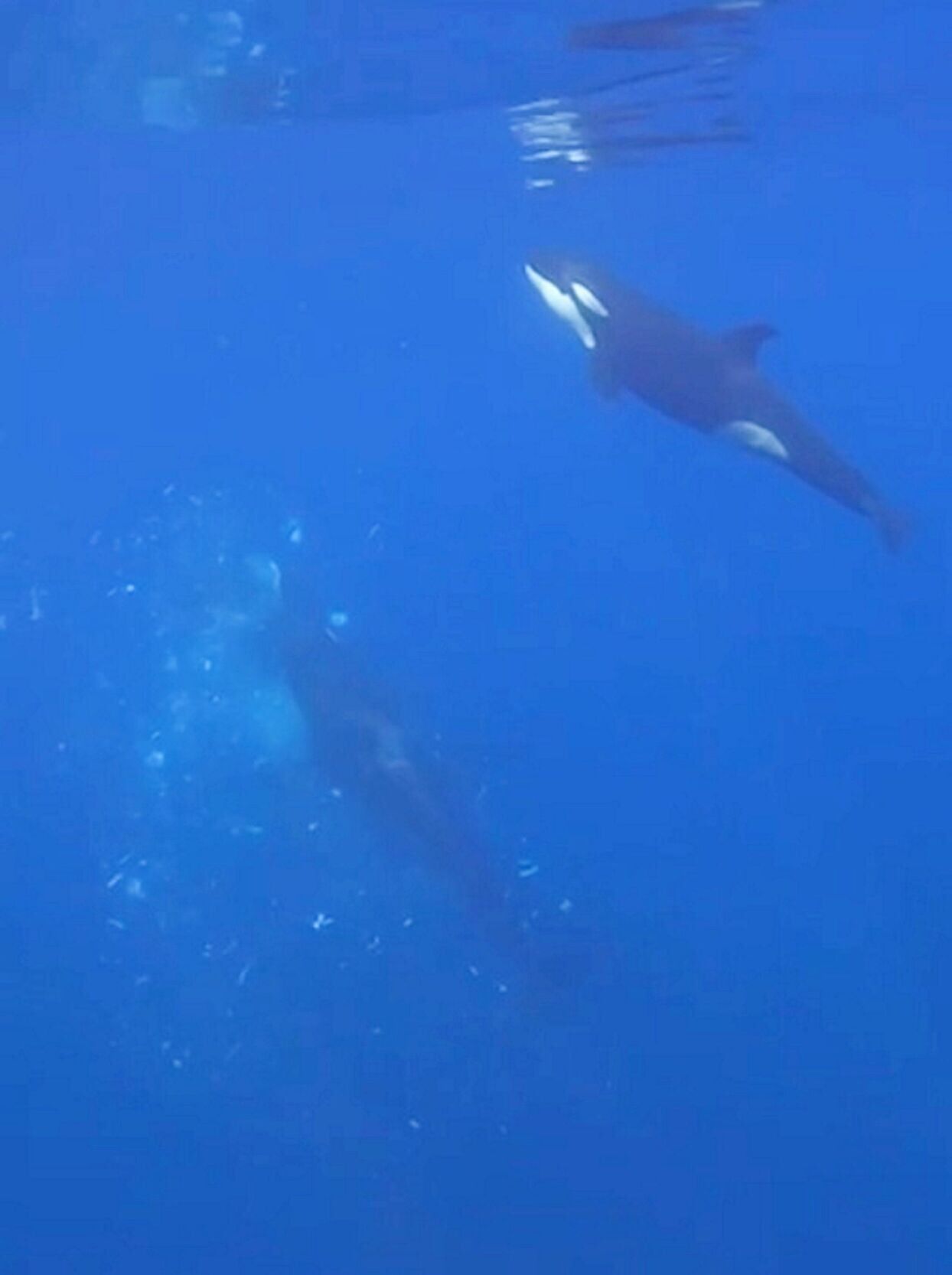Orcas caught on camera ramming one of worlds heaviest fish so hard it exploded