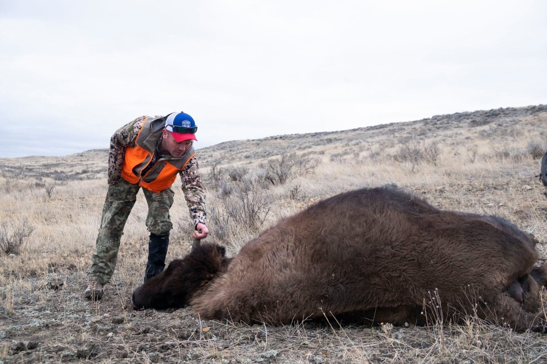 Bison harvest