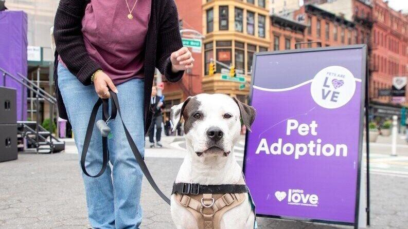 National nonprofit organization Petco Love and 14 NYC-area animal welfare organizations are finding homes for hundreds of adoptable pets – in one day - on June 7th.