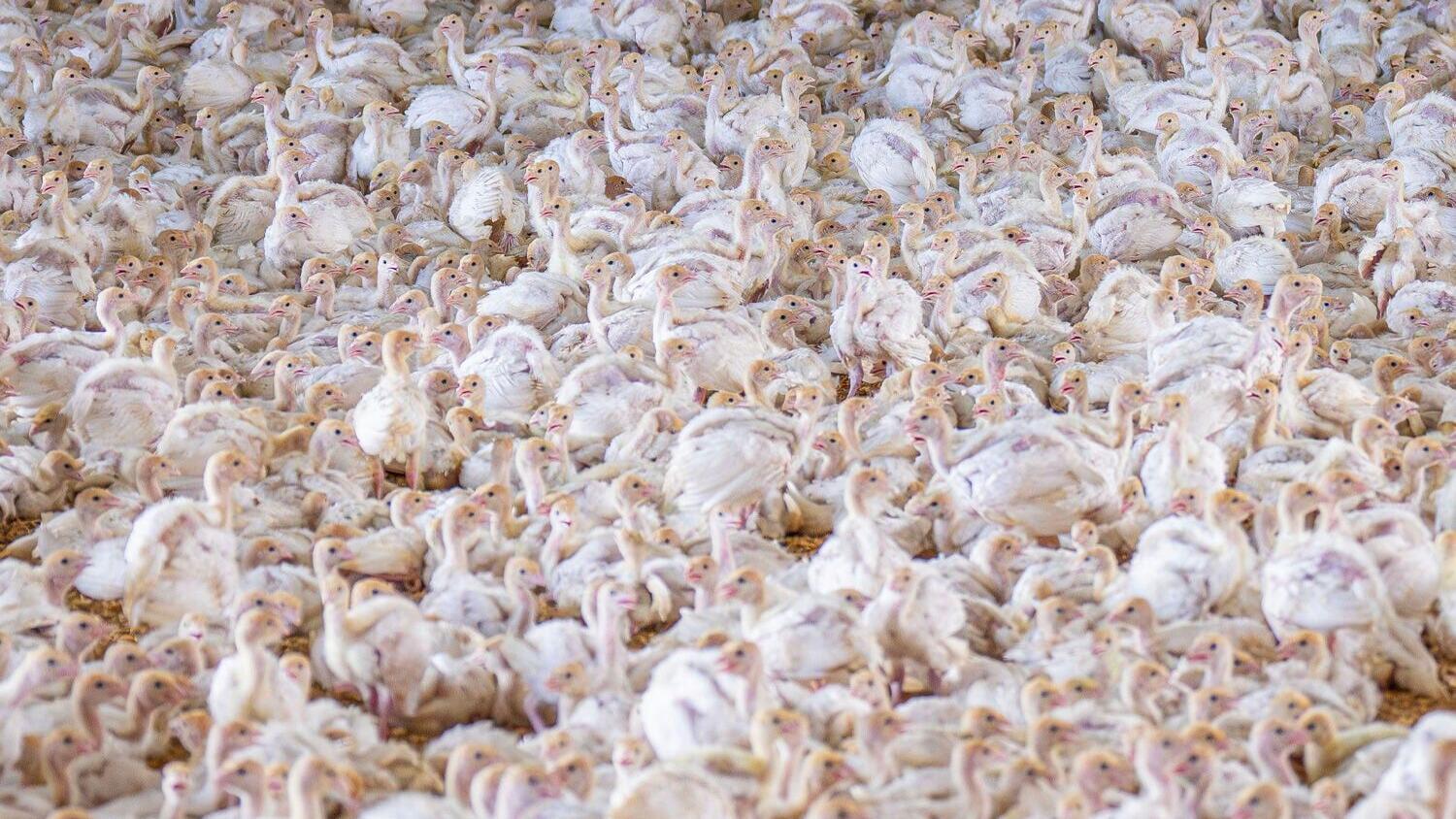 poultry_featured