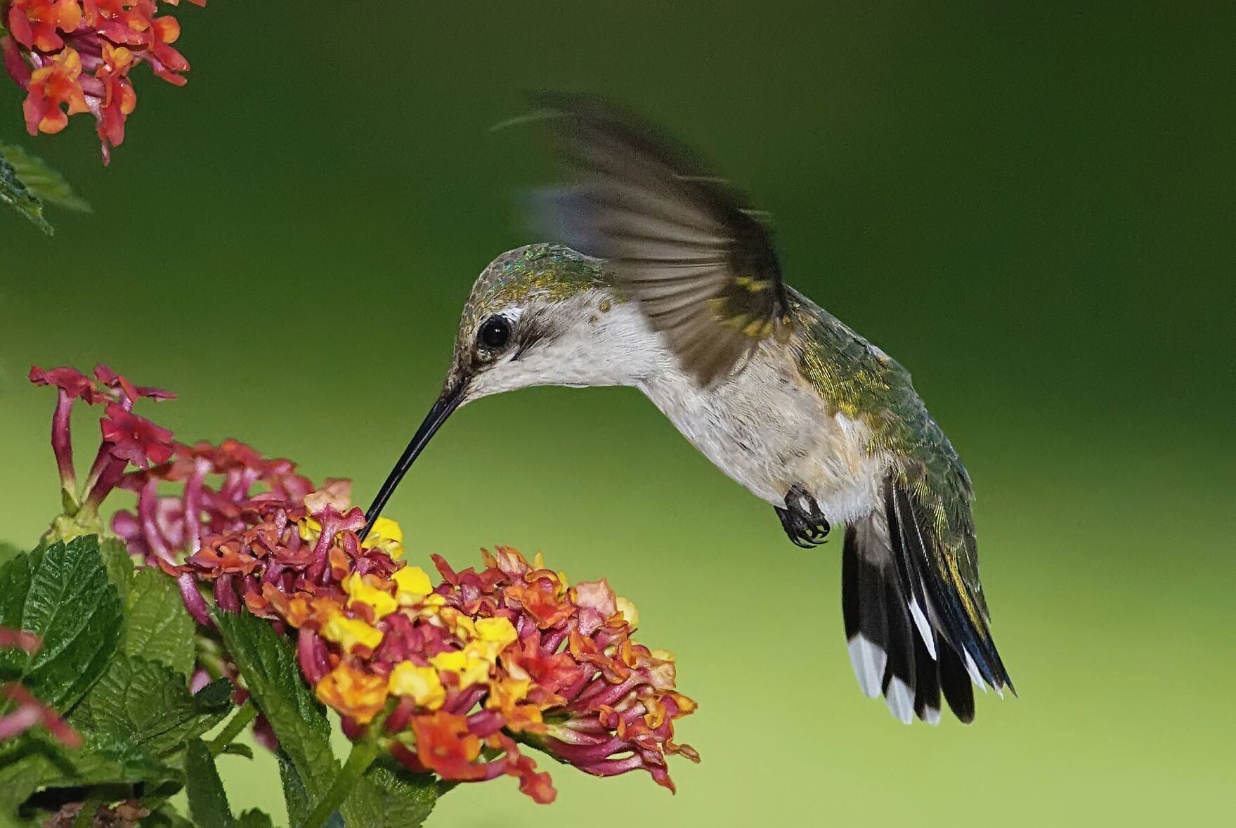 HummerBirds are coming to town