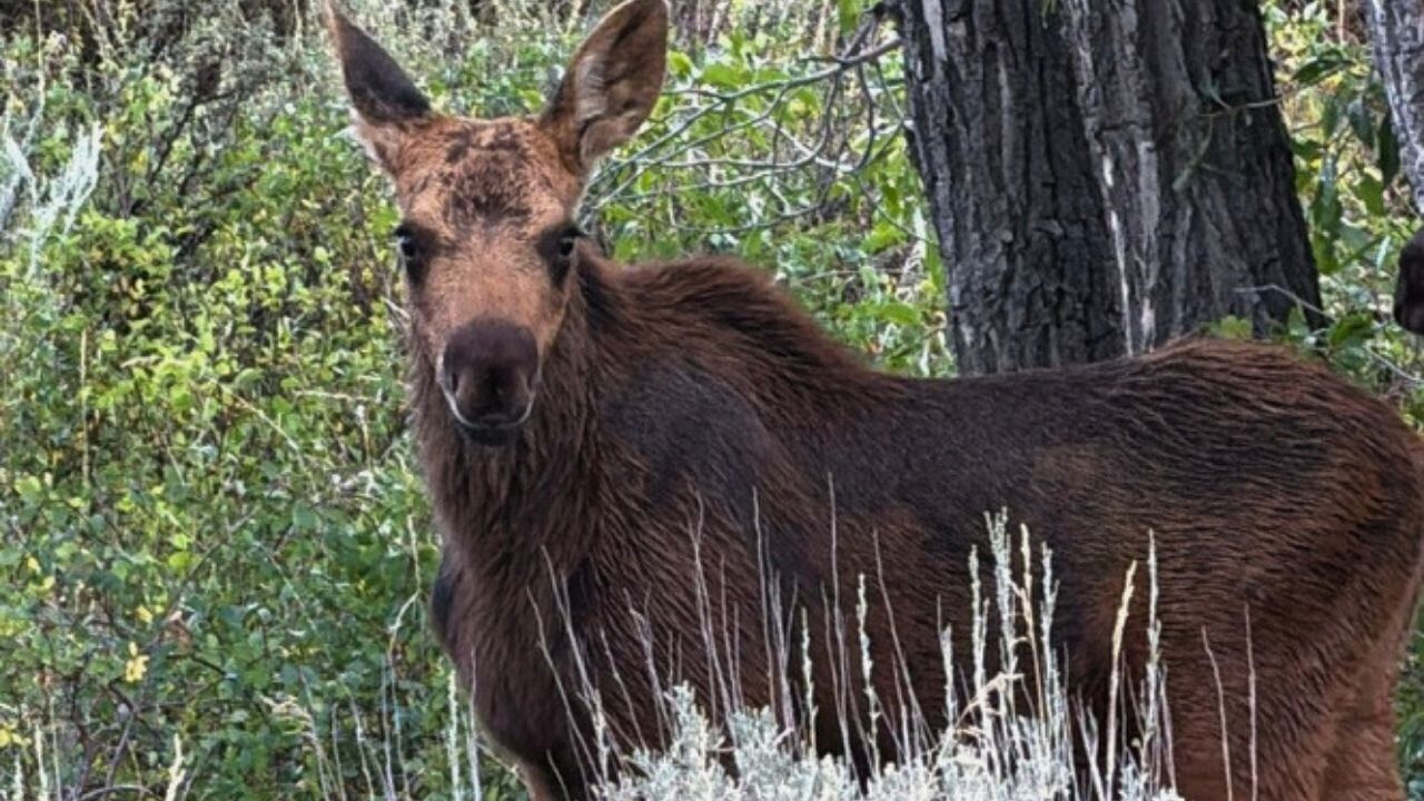 Moose Calf