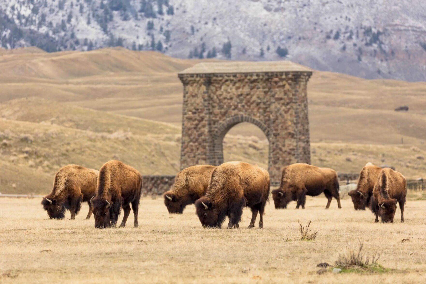 Bison