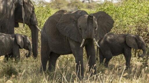 Elephant herds have made Amboseli -- overlooked by Africa's highest peak, Mount Kilimanjaro in Tanzania -- a lucrative tourist hotspot
