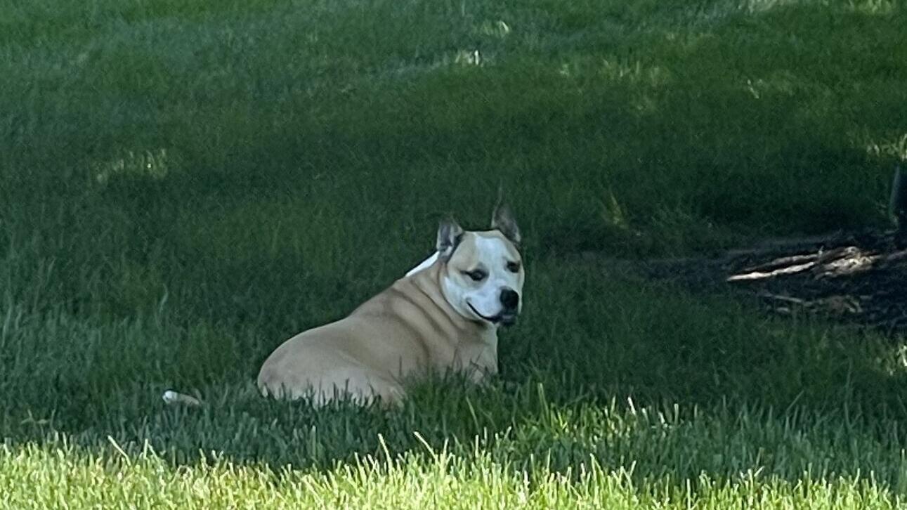 “People often think of parks, yards and other green space as merely decorative, but they are one of the hardest-working assets in our communities,” says Kris Kiser, President and CEO of the TurfMutt Foundation. “They help communities stay cooler, cleane...