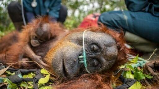 Fires are currently burning within habitats containing 52 percent of Borneo's orangutan population