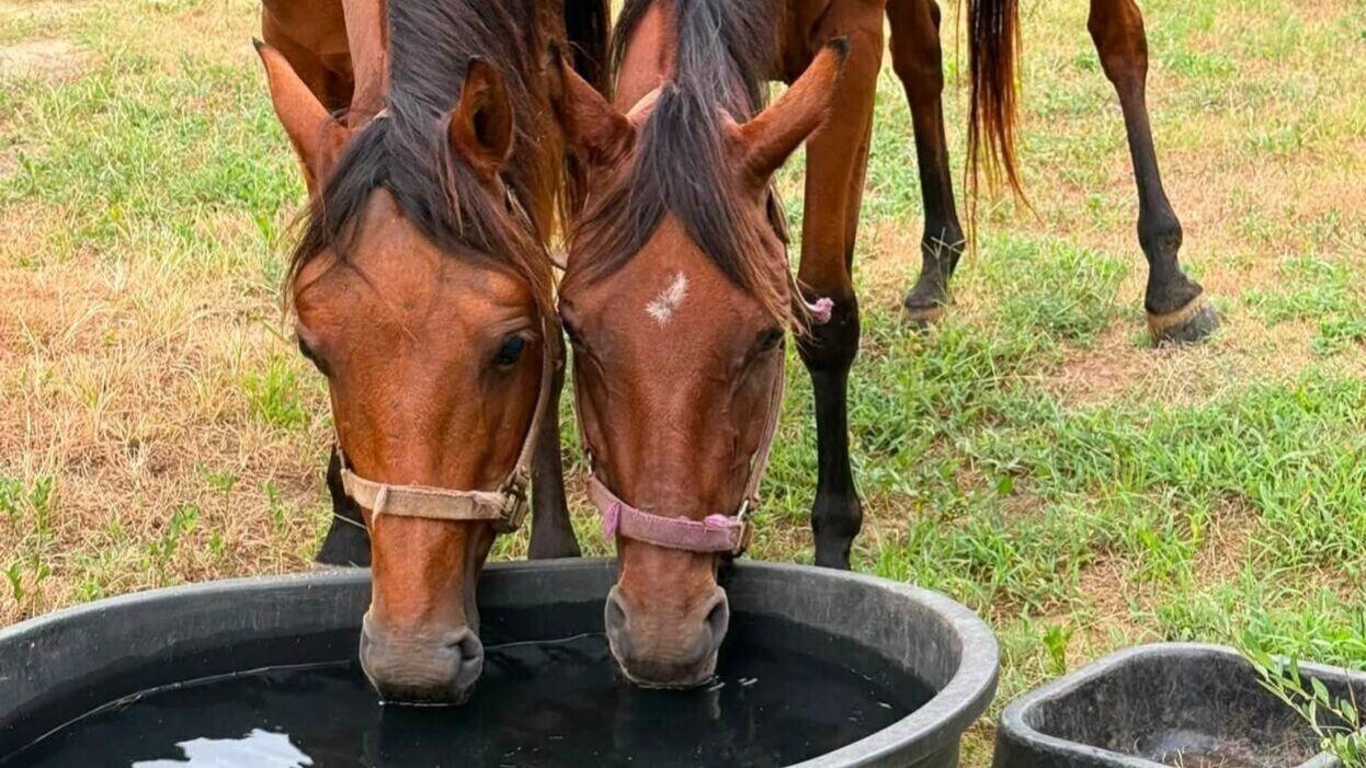 horses rescued 3.jpg