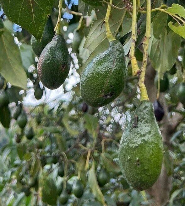 Newly discovered genetically distinct avocados could lead to more superfood choice