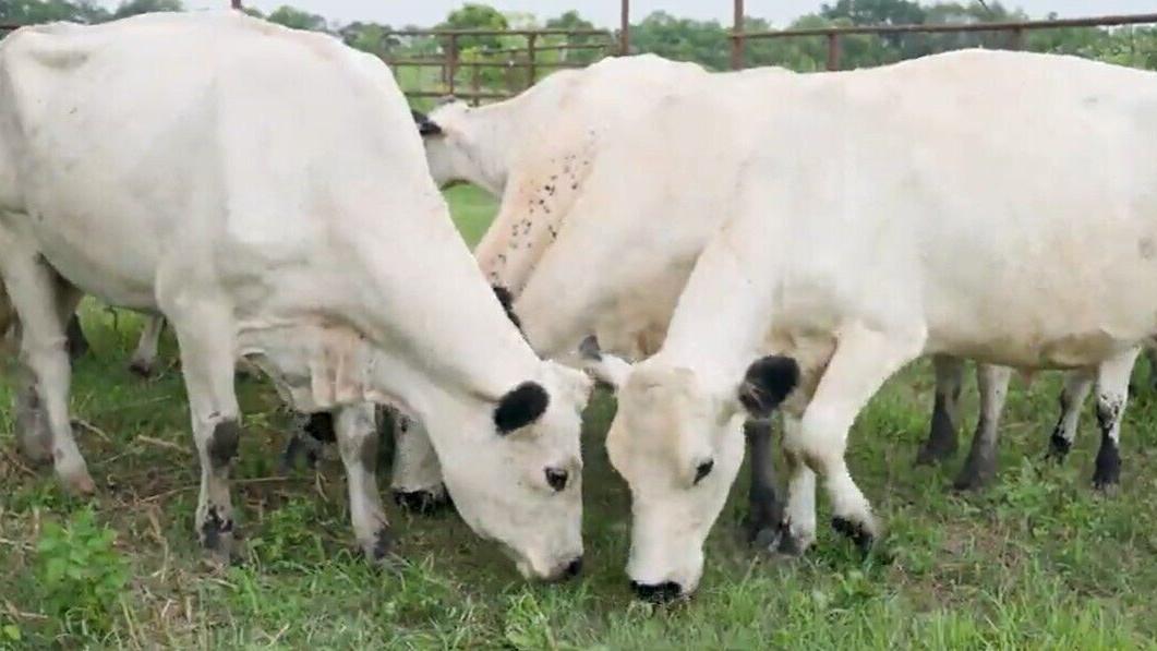 heat and livestock