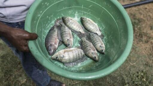 Nile tilapia, which are introduced into paddies to fertilise the fields, can be caught and eaten afterwards