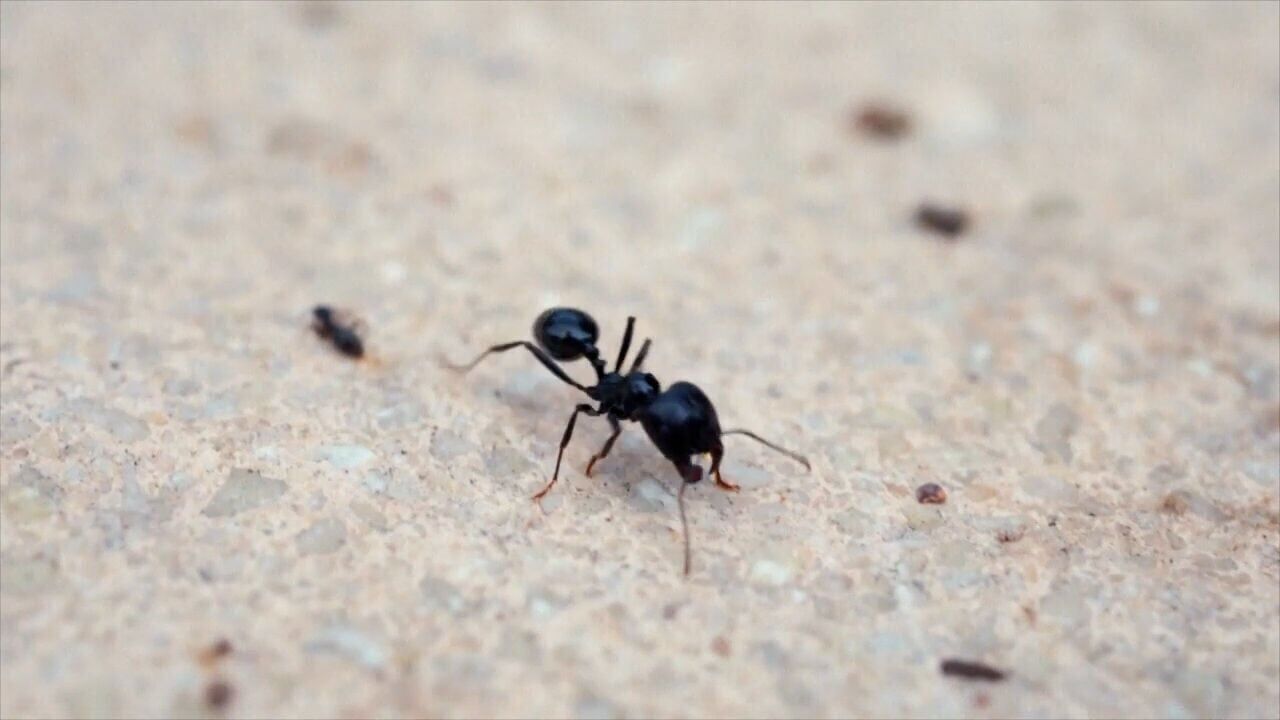 GETTING RID OF ANTS