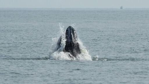 A humpback whale surfaces in the Atlantic Ocean off the coast of New York City on August 13, 2026