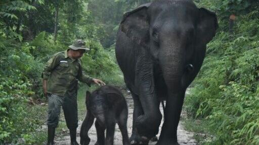 Critically endangered Sumatran elephants are being threatened as wildfires raze vast swathes of their habitat