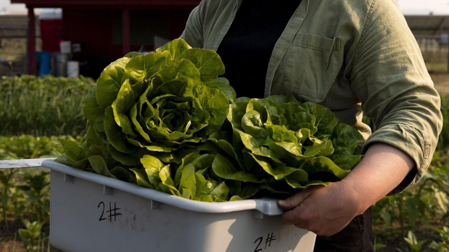 Butte Community Farm