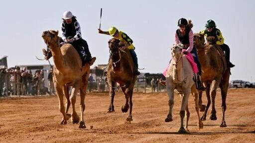 In the remote town of Maree, roughly 600 kilometres (370 miles) north of Adelaide, the camels transform from beasts of burden to powerful racers