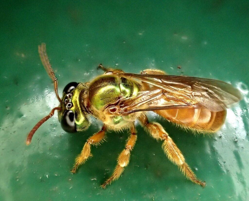 Queen bee pheromones help daughters decide whether to leave the nest, shows study