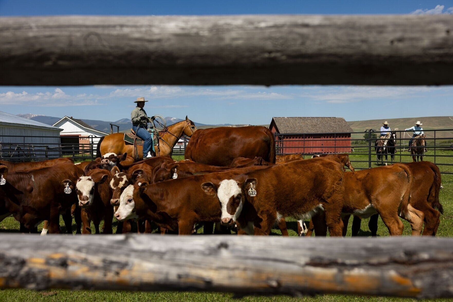 Cattle branding at Grant-Kohrs Ranch