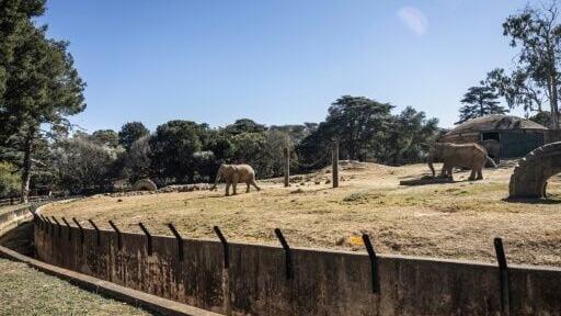 The zoo says it enables school children, especially from poorer backgrounds, to see elephants in real life