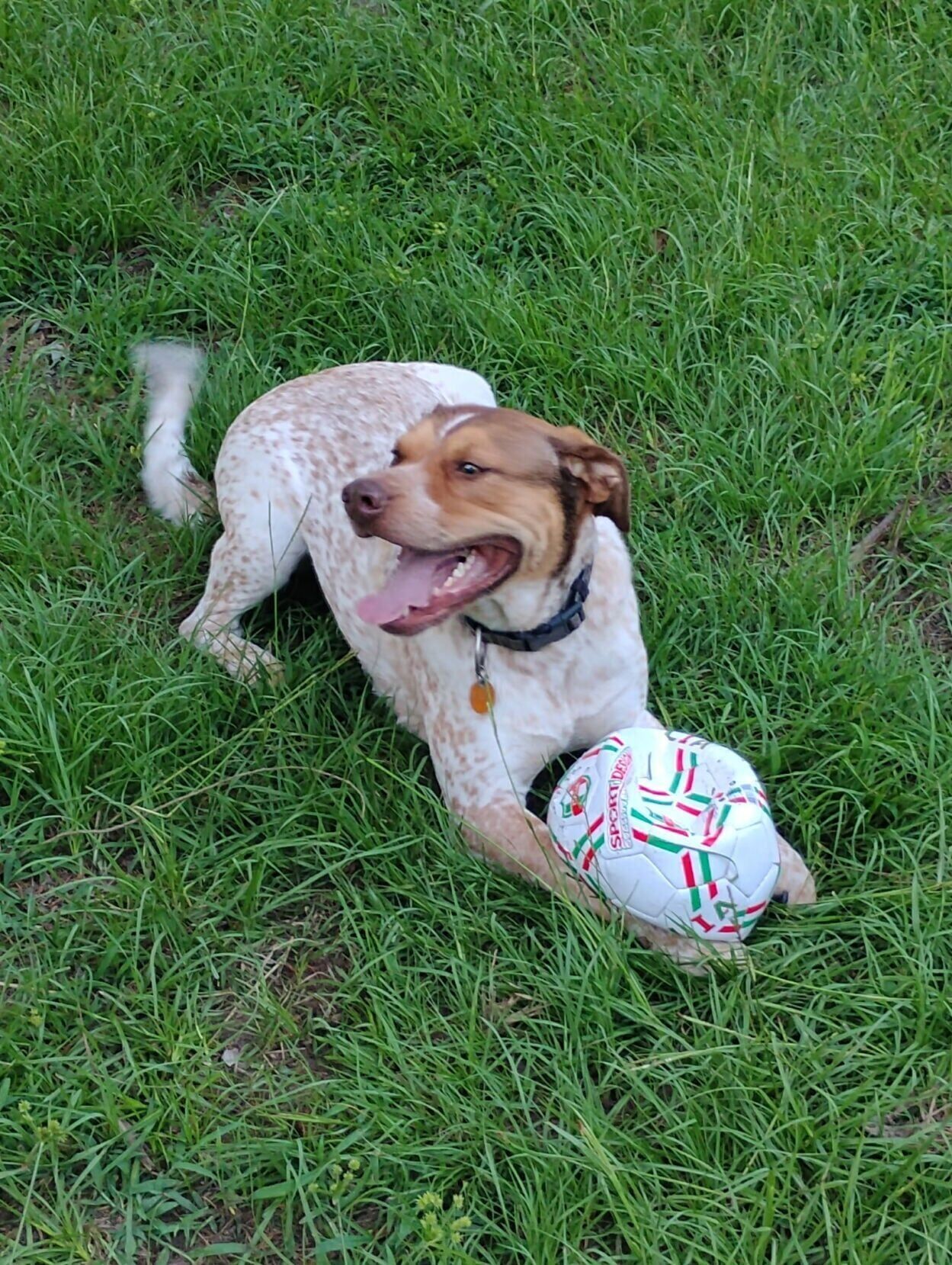 dog v. snake 1