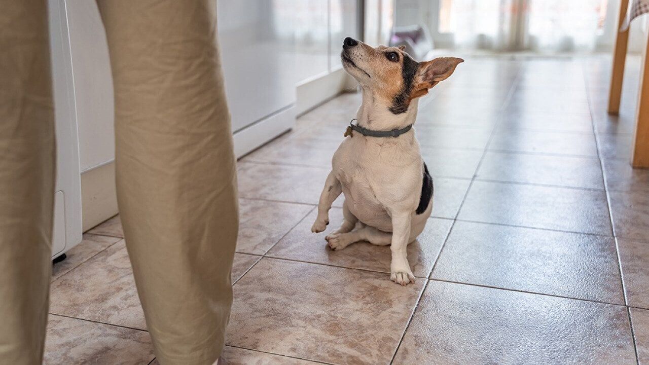 Should you microwave fresh dog food?
