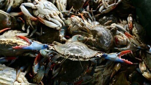 Blue crabs arrived in the Mediterranean decades ago to wreak havoc in Italy's clam-producing northeast