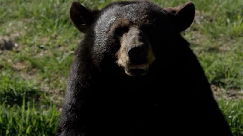black bear