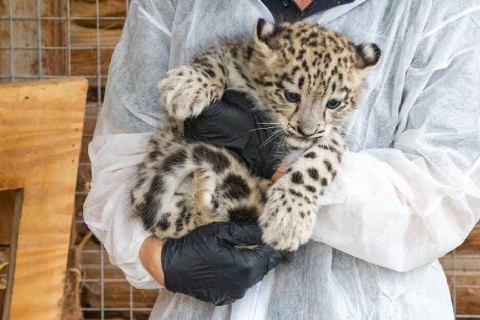 Rare snow leopard twins born at zoo identified as male and female