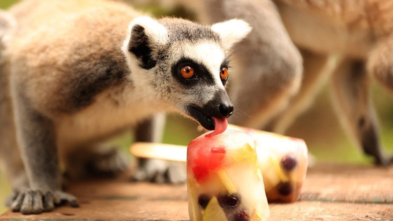 They call it stupid hot for a reason: Heat muddles animal brains