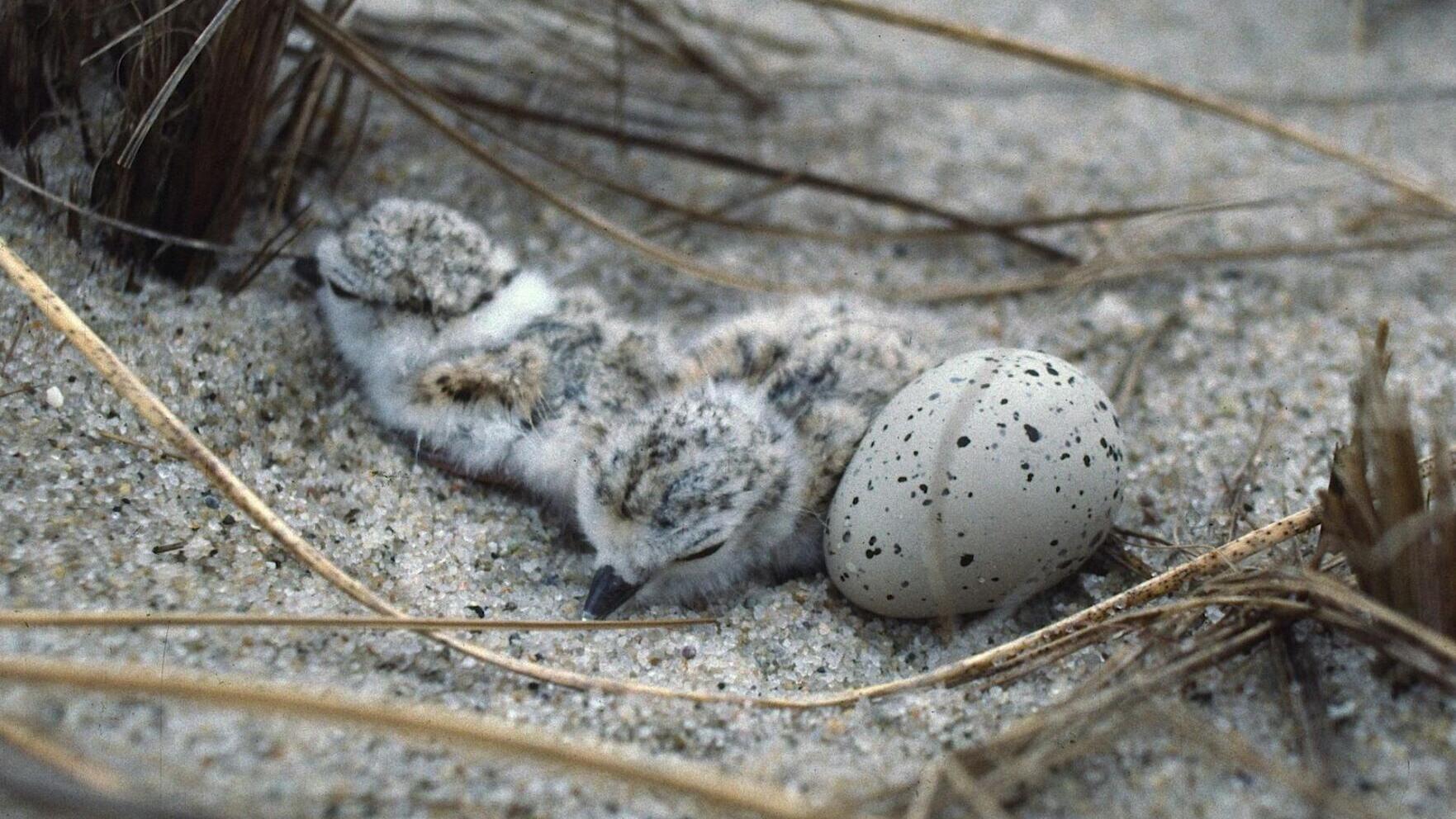 Piping plovers lay their eggs on the ground. They became an endangered species as development encroached on their habitat and made it harder for their chicks to survive.