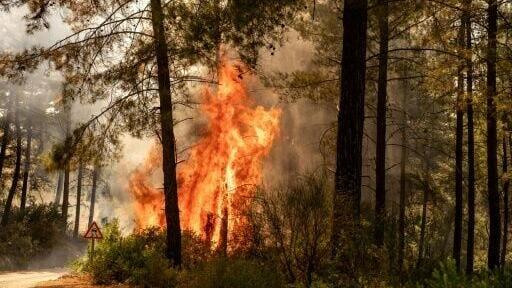 One fire raged through forestland near the southern resort of Fethiye