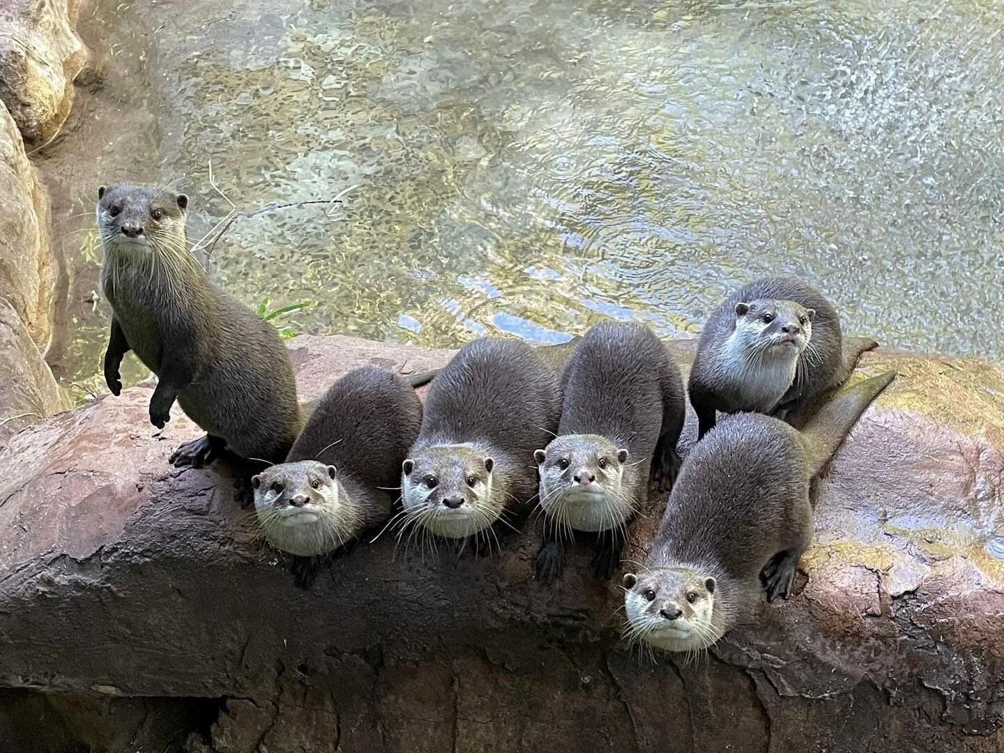 Otters “thrive” on being watched by zoo visitors, reveals new research