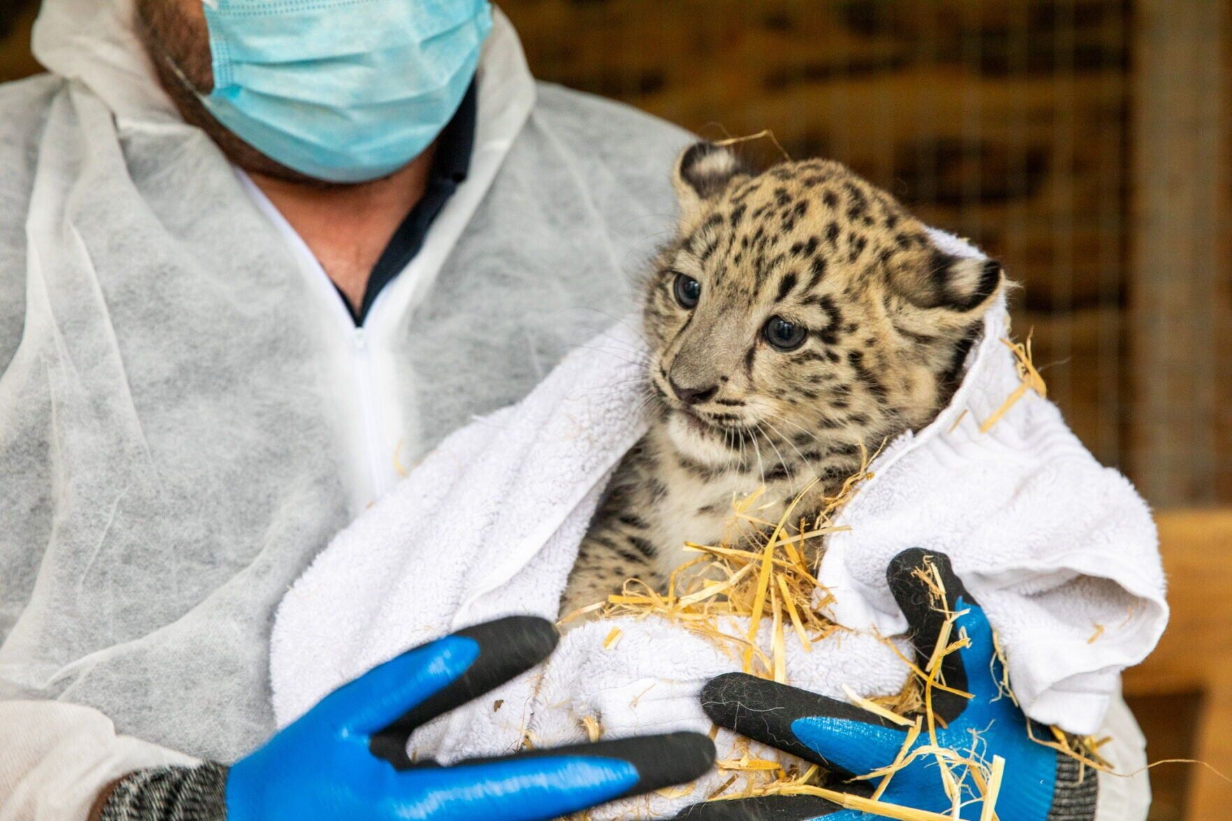 Rare snow leopard twins born at zoo identified as male and female