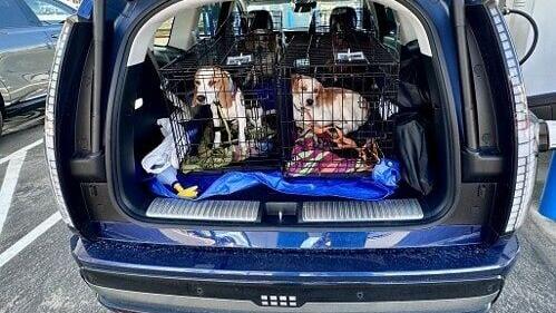 The Hyundai IONIQ 9 Calligraphy is photographed with Operation Frodo rescue dogs in Caldwell, Idaho on June 9, 2026.