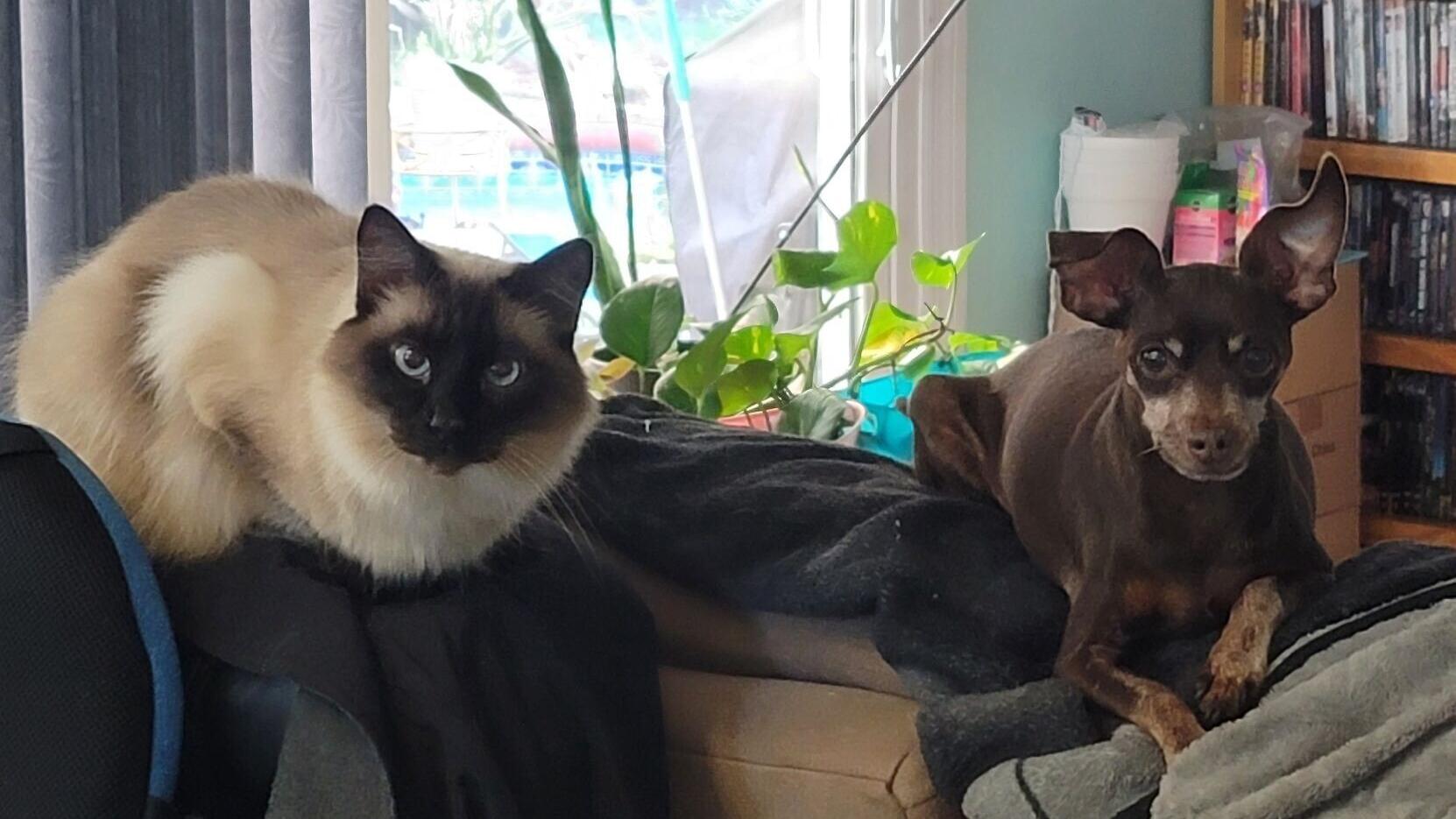 Shadow and his canine companion Charley.