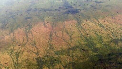 One million animals -- including antelopes -- migrate through the South Sudanese site each year, leaving scars visible from the sky