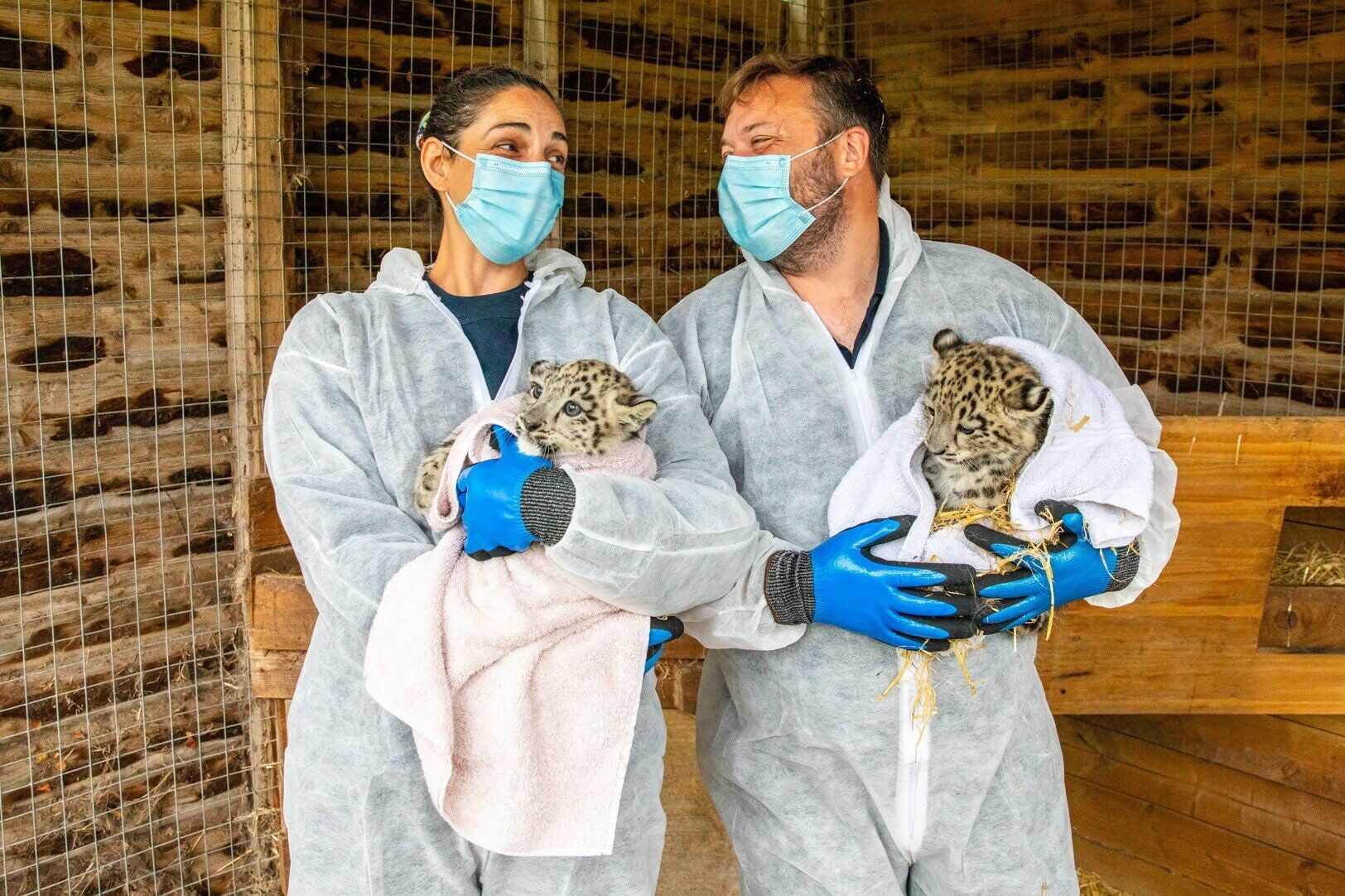Rare snow leopard twins born at zoo identified as male and female
