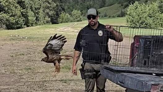 Hawk returns to the wild with help from CSKT game warden