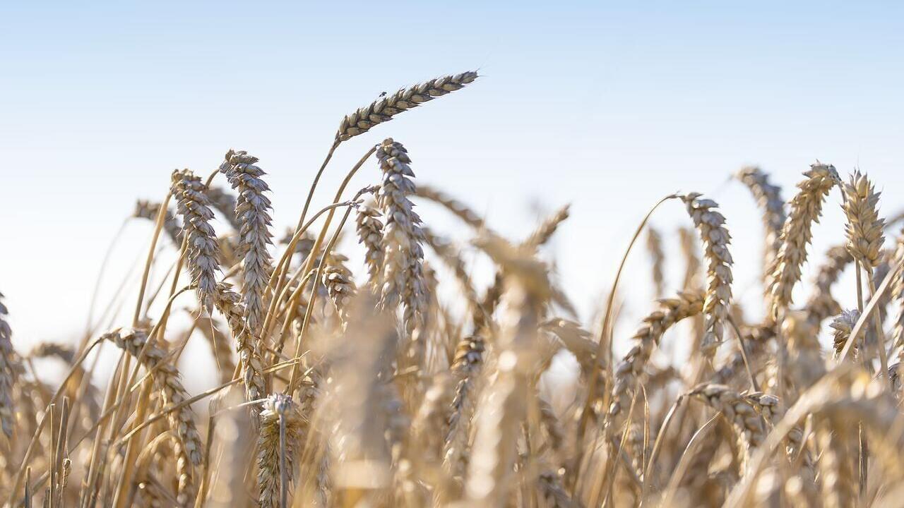 Puratos scales regenerative agriculture across its U.S. wheat supply chain